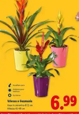 Lidl Vriesea o Guzmania offerta