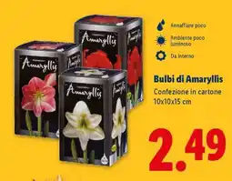 Lidl Bulbi di Amaryllis offerta