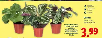 Lidl CALATHEA offerta