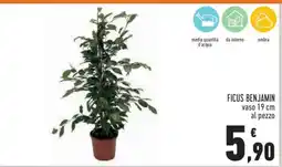 Conad Ficus Benjamin offerta