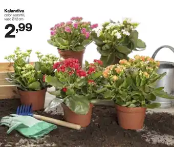 In'S Mercato Kalandiva offerta