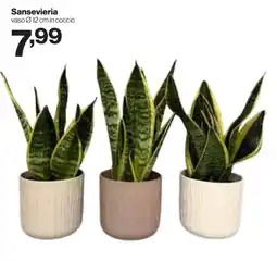 In'S Mercato Sansevieria offerta