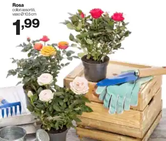 In'S Mercato Rosa offerta