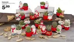 In'S Mercato Cactus mini offerta
