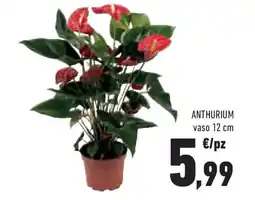 Conad Superstore Anthurium offerta