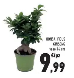 Conad Superstore Bonsai ficus ginseng offerta