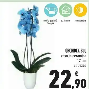 Conad Superstore Orchidea blu vaso in ceramica 12 cm offerta
