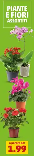 PENNY Piante e fiori offerta
