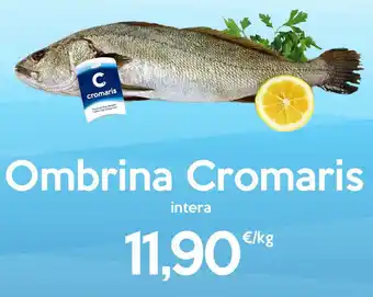 Ombrina Cromaris