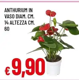 Famila ANTHURIUM offerta