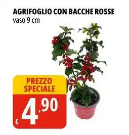 Tigros Agrifoglio con bacche rosse offerta
