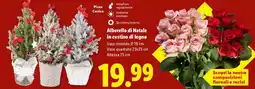Lidl Alberello di Natale in cestino di legno offerta