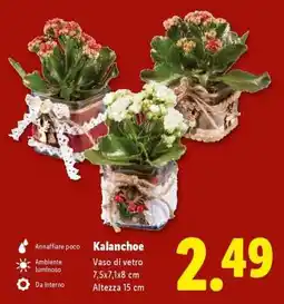 Lidl Kalanchoe offerta