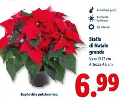 Lidl Stella di Natale grande offerta