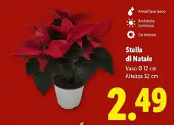 Lidl STELLA DI NATALE offerta