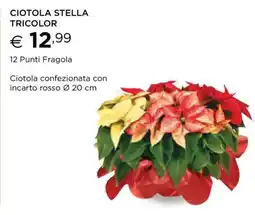 Esselunga CIOTOLA STELLA TRICOLOR offerta