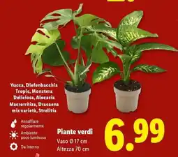 Lidl Piante verdi offerta