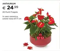 Esselunga ANTHURIUM offerta