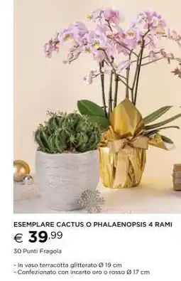 Esselunga ESEMPLARE CACTUS O PHALAENOPSIS 4 RAMI offerta