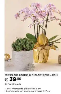 Esselunga ESEMPLARE CACTUS O PHALAENOPSIS 4 RAMI offerta