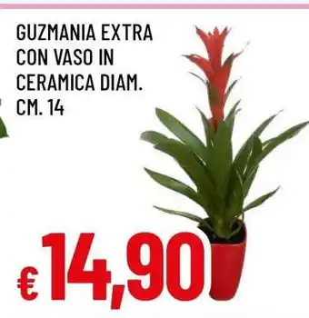Famila Guzmania Extra offerta