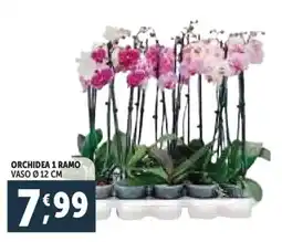 Deco Supermercati Orchidea 1 ramo vaso ø 12 cm offerta