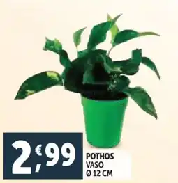 Deco Supermercati Pothos vaso ø 12 cm offerta