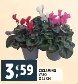 Deco Supermercati Ciclamino vaso ø 15 cm offerta