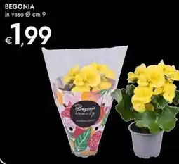 Bennet Begonia offerta