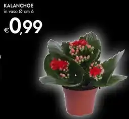 Bennet Kalanchoe offerta