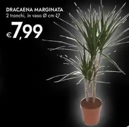 Bennet Dracaena marginata offerta