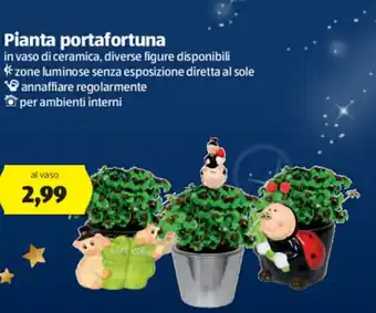 ALDI Pianta portafortuna offerta