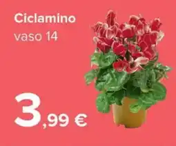 Carrefour Ciclamino offerta
