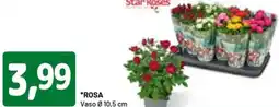 DPiù Star roses rosa offerta