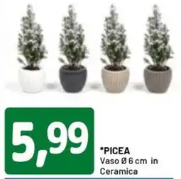 DPiù Picea offerta