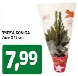 DPiù Picea conica offerta