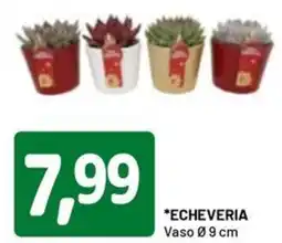 DPiù Echeveria offerta
