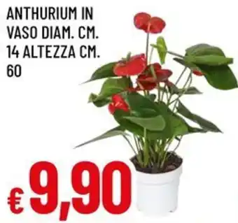 A&O Anthurium in vaso diam. cm. 14 altezza cm. 60 offerta