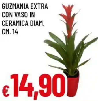 A&O Guzmania extra con vaso in ceramica diam. cm. 14 offerta