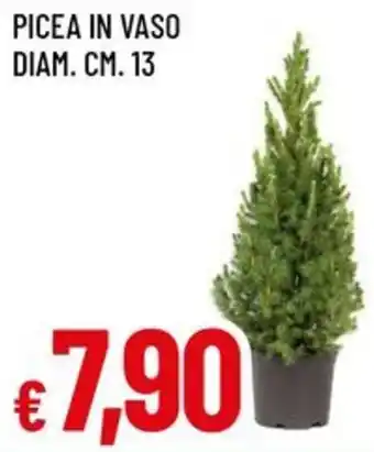 A&O Picea in vaso diam. cm. 13 offerta