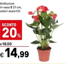 Iper La Grande Anthurium offerta