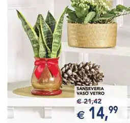 Esselunga SANSEVERIA VASO VETRO offerta