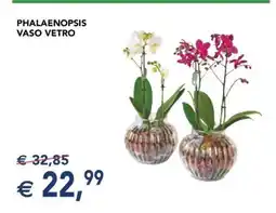 Esselunga PHALAENOPSIS VASO VETRO offerta