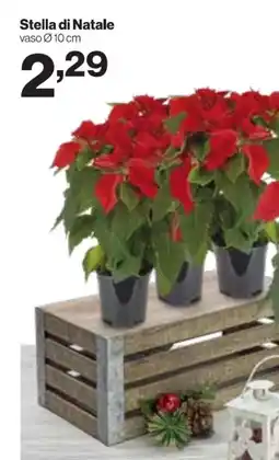 MD Discount Stella di Natale offerta