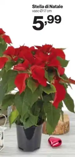 MD Discount Stella di Natale offerta