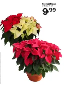 MD Discount Stella di Natale offerta