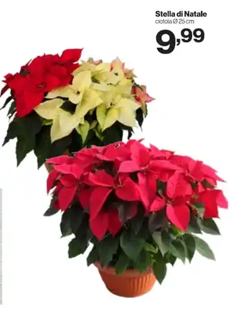 MD Discount Stella di Natale offerta