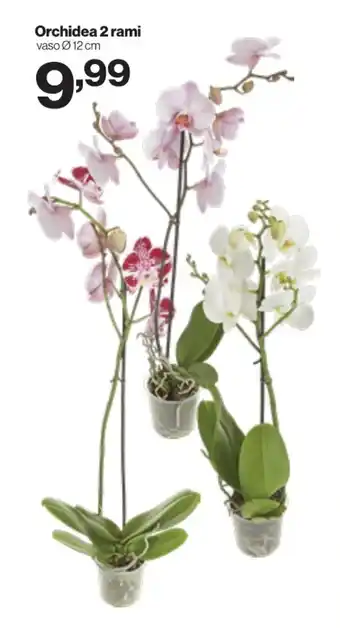 MD Discount Orchidea 2 rami offerta