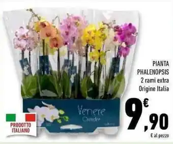Conad Superstore Pianta phalenopsis offerta