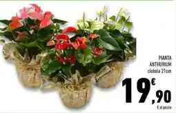 Conad Superstore Pianta anthurium offerta